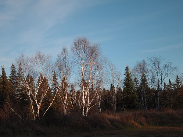 Birch Trees at dusk in Algonquin Park