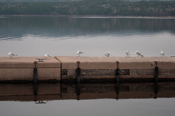 gulls on the pier at the Deep River Marina