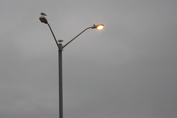 two gulls at the Deep River Pier