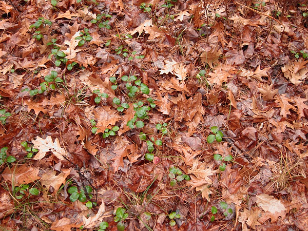 forest floor in November