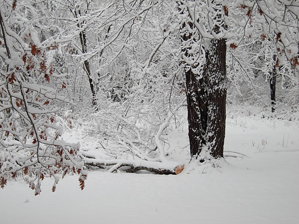 first winter storm of season in Point Alexander