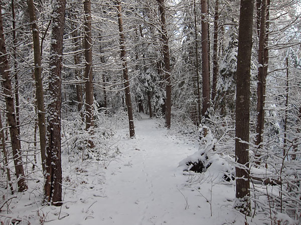 back path in Point Alexander