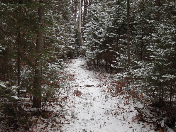 HSA Trail in the Petawawa Research Forest