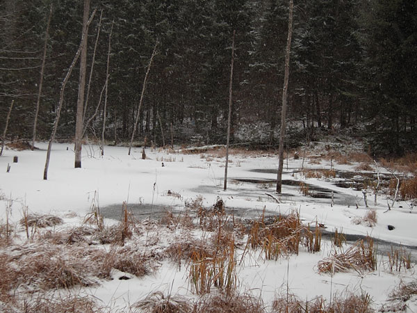 HSA Trail in the Petawawa Research Forest