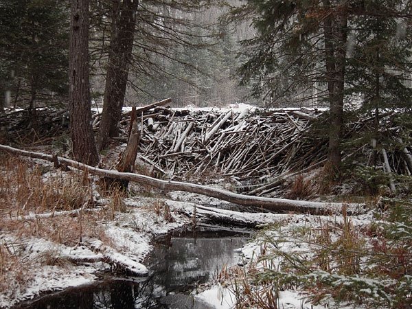 beaver dam in the Petawawa Research Forest