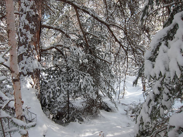 a sheltered spot under a jack pine