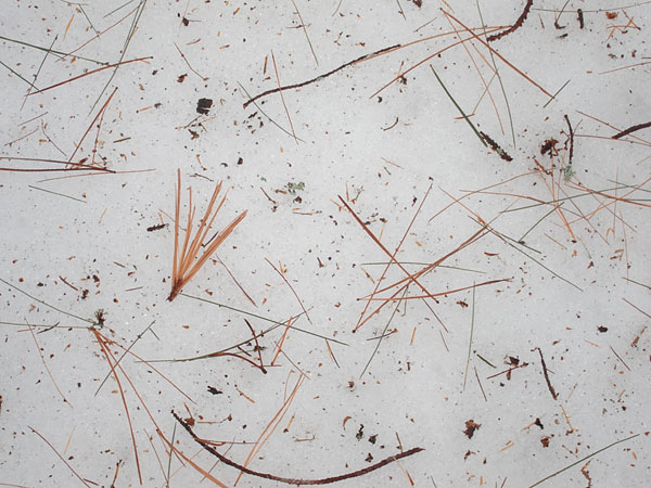 winter detritus