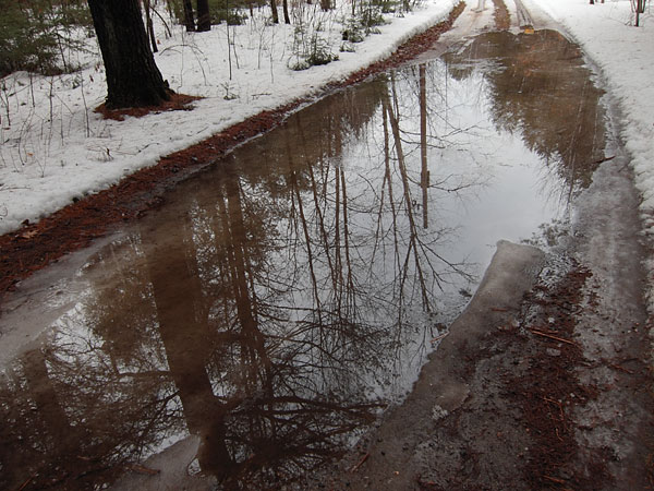 our driveway in Spring