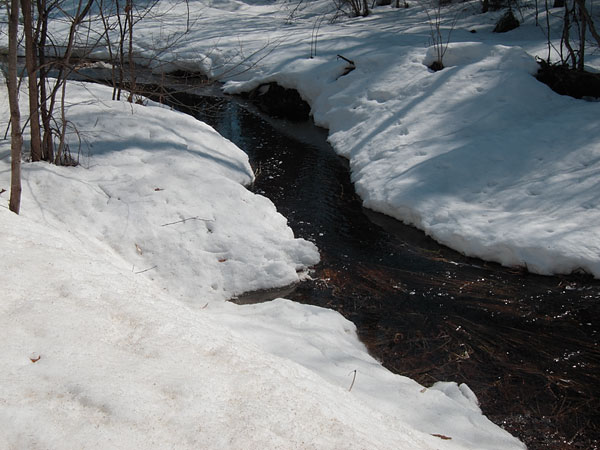 spring melt along the Young Lake Road in the Petawawa Research Forest