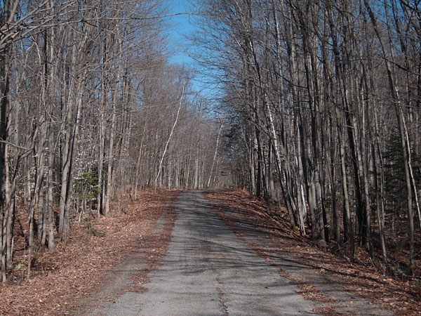 Branstead Road in the Petawawa Research Forest