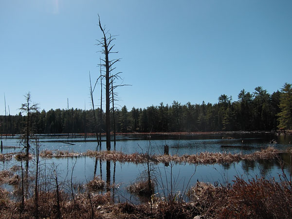 wetland near Lake Travers in Algonquin Park
