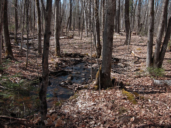 Hardwood bush in the Brent Crater in Algonquin Park