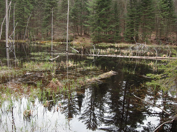 beaver pond along the HSA ski trail in the Petawawa Research Forest