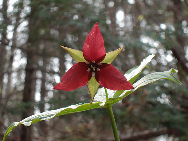 Trillium erectum Illscent Trillium Red Trillium Wakerobin