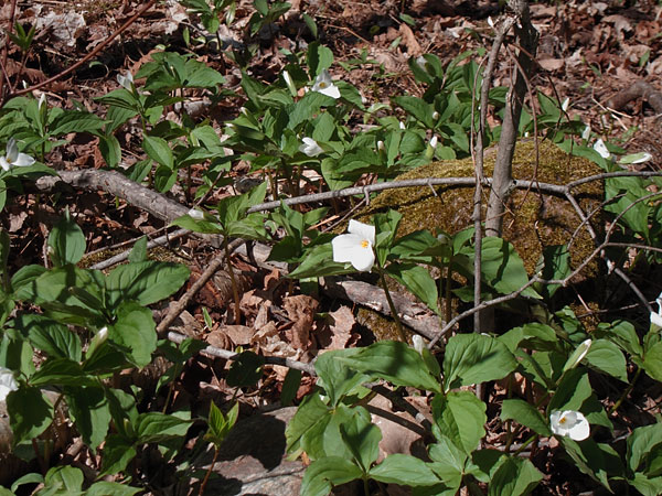 Trillium grandiflorum Largeflower Trillium White Trillium