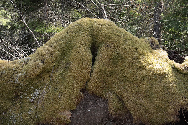 moss monster