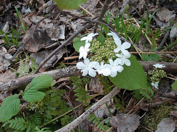 Viburnum lantanoides Alderleaf Viburnum Hobblebush