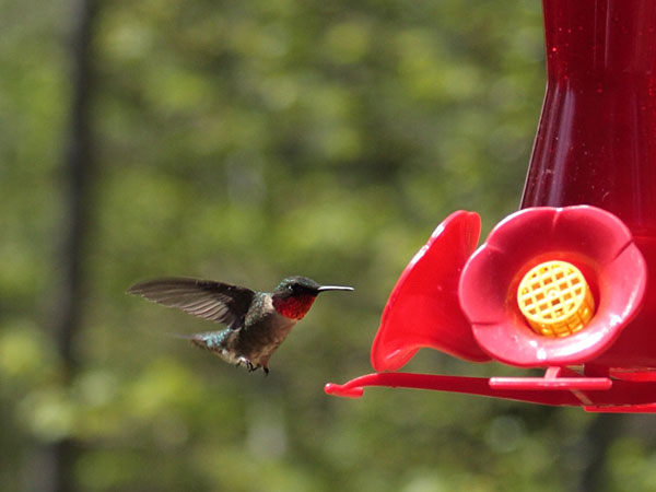 rubythroated hummingbird Archilochus colubris