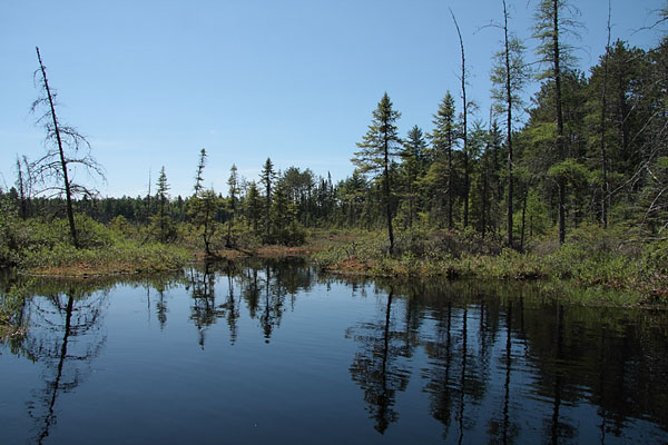 kettle bog along the Brent Road just outside of Algonquin Park