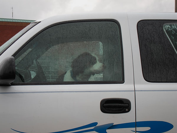 dog waiting in truck in the Valumart parking lot