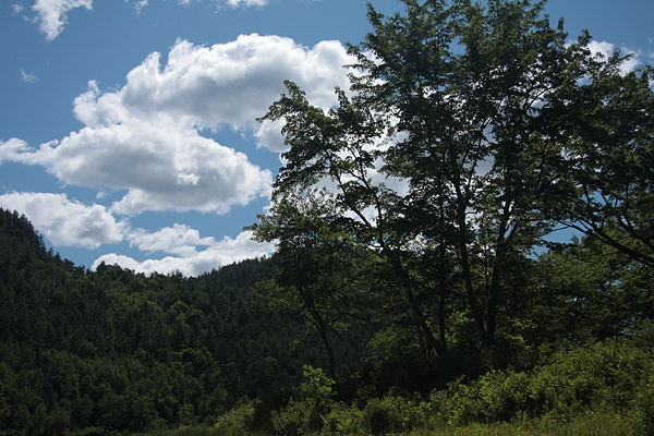 silver maple and clouds at Presquisle on the Ottawa River near Point Alexander