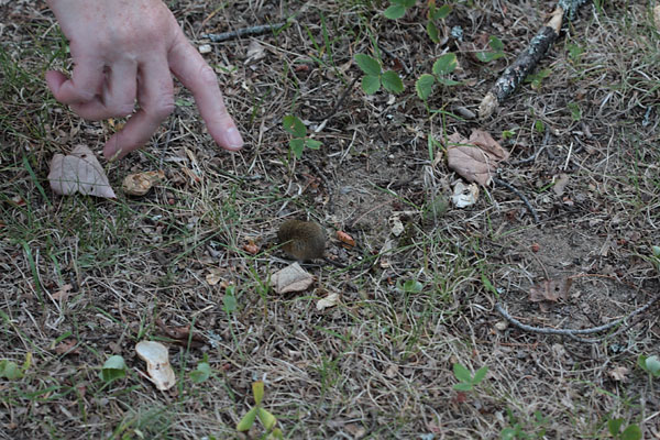 woodland jumping mouse