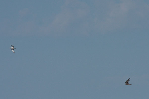 peregrine falcon in pursuit of an immature ringbilled gull
