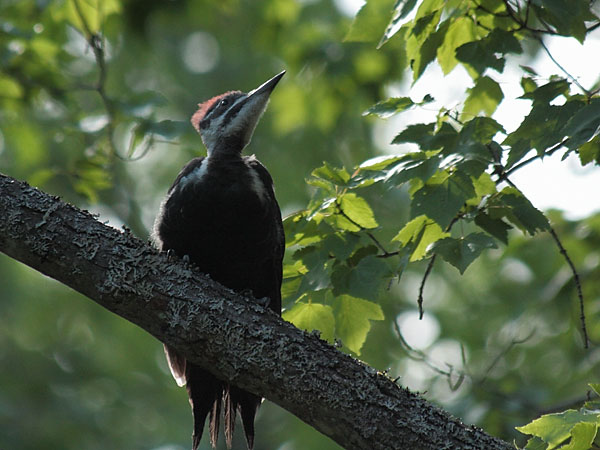 immature pileated woodpecker