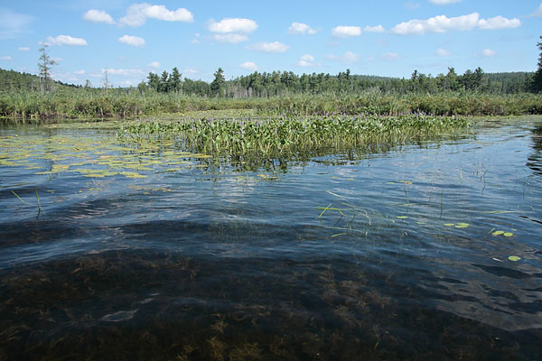 Sec lake in Algonquin Park