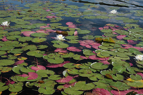 white water lilies at Sec lake in Algonquin Park