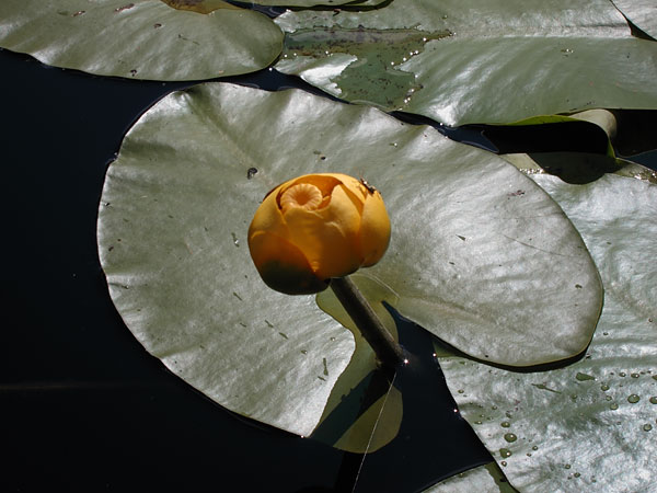 Nuphar variegata Bullhead PondLily Yellow Cowlily Yellow PondLily