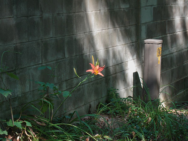 back lane in Deep River