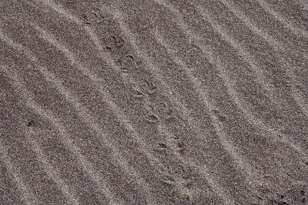 waves in the sand at Presquisle on the Ottawa River near Point Alexander