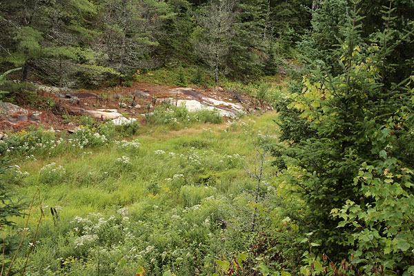Mayhew Creek in the Petawawa Research Forest