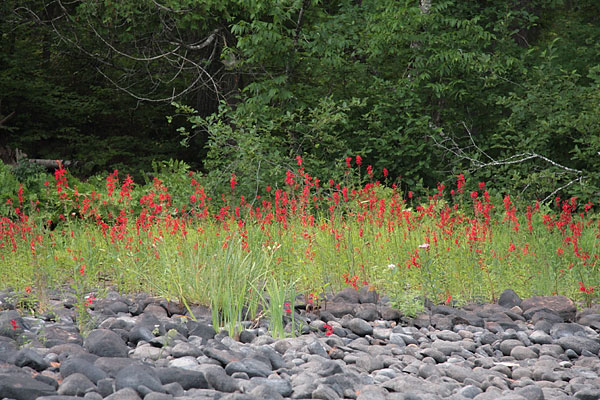 Lobelia cardinalis Cardinal Flower