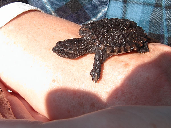 snapping turtle