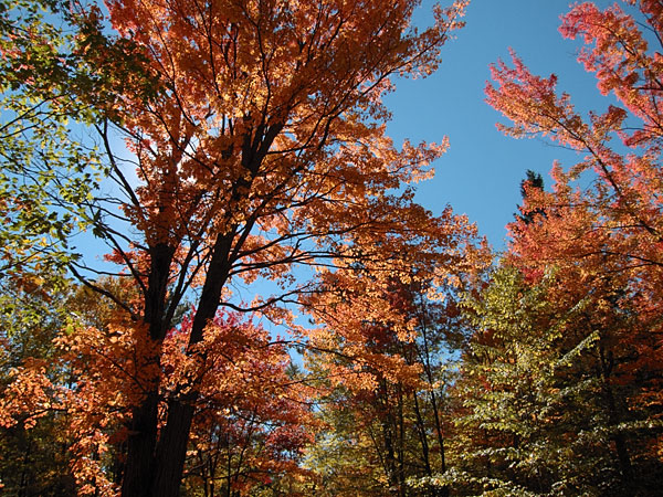 red maple leaves in fall colour