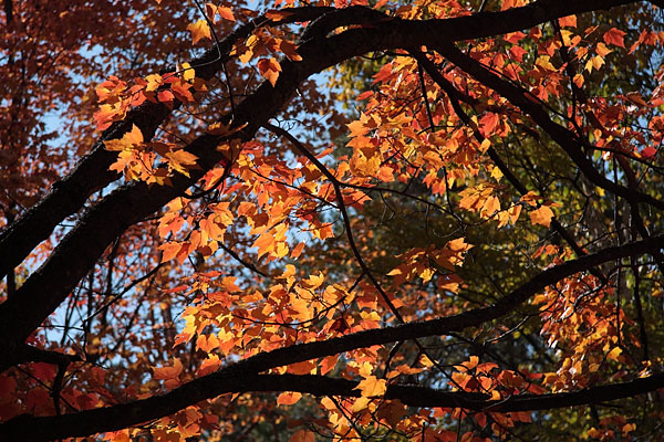 red maple leaves in fall colour
