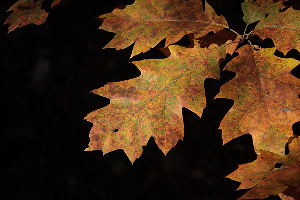 oak leaves in fall colour