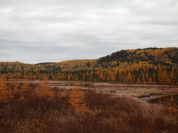 Costello Creek in Algonquin Park