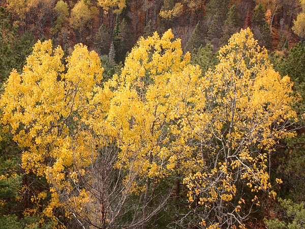 poplars in fall coulours