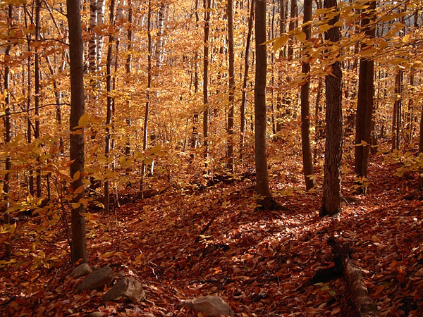 beech woods interior