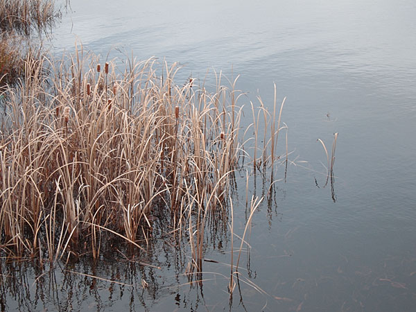 cattails in the Chalk River