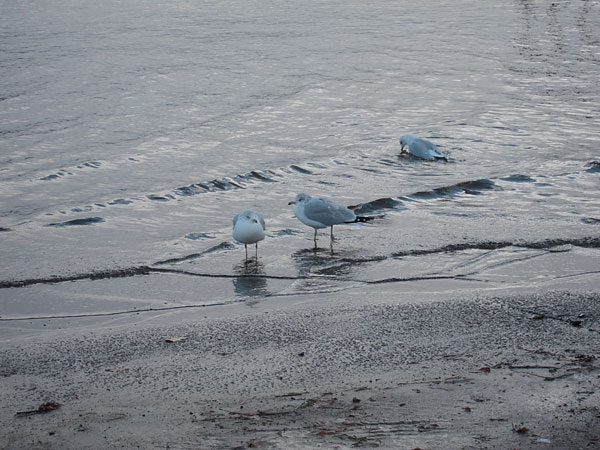 gulls at the Deep River Pier