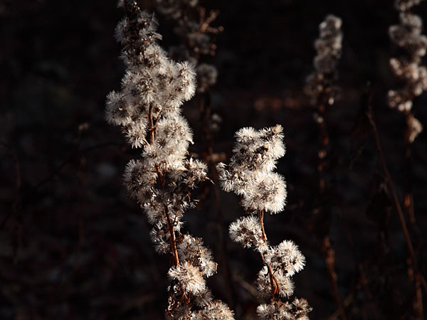 asters in fall