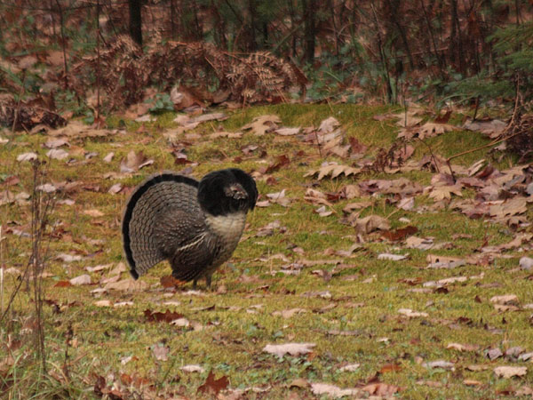 ruffed grouse in full display
