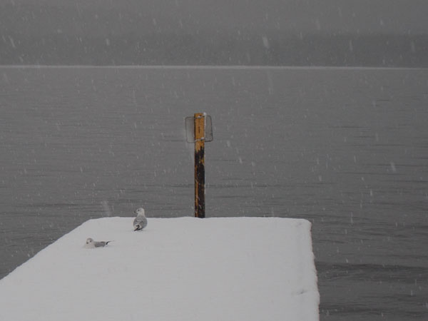 gulls at the Deep River Pier