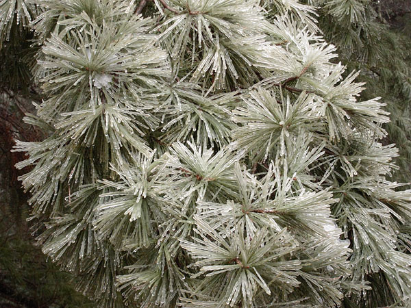 freezing rain on pine needles