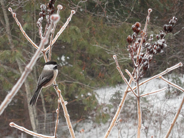 chickadee