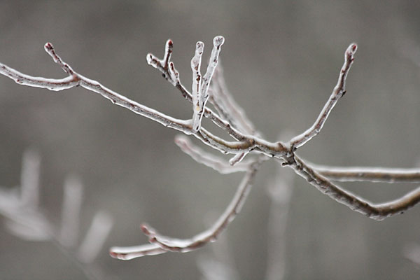 ice encased branches